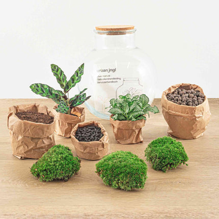 Flaschengarten Teddy – DIY Bausatz Terrarium – ↕26,5cm – Do-It-Yourself Pflanzen-Set im Glas mit Kork – Autarkes Mini-Ökosystem – Mit Calathea, weißer Fittonia & Moos – Für Zuhause & Büro