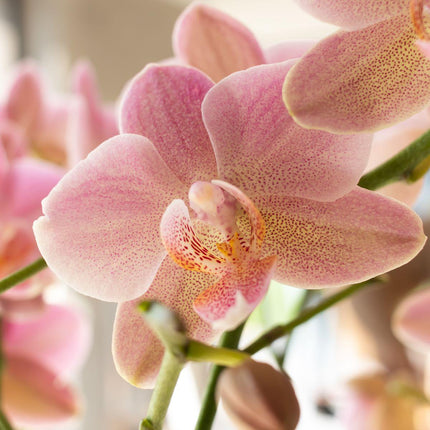 Phalaenopsis Orchidee „Jewel Treviso“ – Altrosa – Zimmerpflanze Ø12cm – Mit 4 Blütentrieben – Blickfang für Wohnzimmer, Küche & Büro