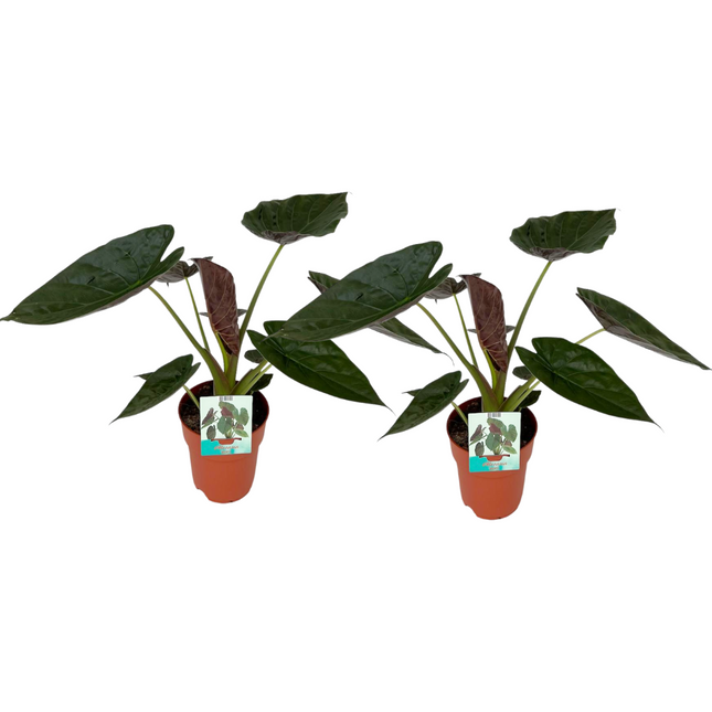 Elefantenohr Alocasia Wentii – Zimmerpflanze Ø19cm 85cm hoch – 2 Pflanzen