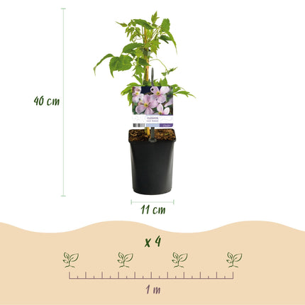 Kletterpflanzen – Set Rainbow – 4 Pflanzen – Clematis montana Rubens, Hedera helix, Lonicera Goldflame, Campsis Madame Galen – Ø11cm – Höhe ca. 40cm
