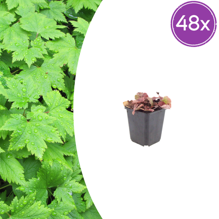 Tiarella cordifolia – 48 Pflanzen – Ø9cm – Höhe 10-25cm – Winterharte Schattenstaude – Weiße Blüten – Bodendecker für Gehölzrand, Beet & Waldgarten
