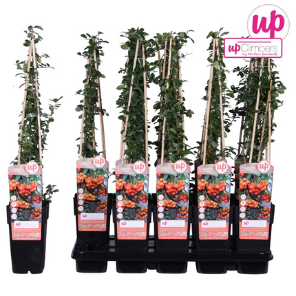 Feuerdorn – Pyracantha 'Orange Glow' – Ø15cm – ↕65cm – Immergrüner Strauch mit oranger Beerenpracht – Ideal als Sichtschutz & Vogelschutzhecke – Für Garten & Terrasse