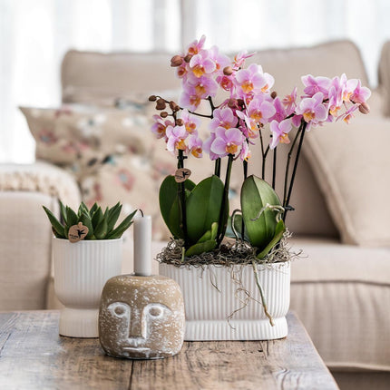 Diabolo Twin Ziertopf Weiß – Ovaler Übertopf mit Rillenstruktur – Platz für 2 Pflanzen Ø9cm – Moderner Blumentopf für Orchideen & Zimmerpflanzen