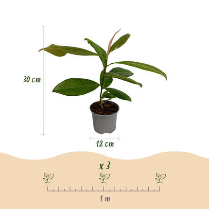 Magnolia grandiflora – 12cm – Höhe ca. 30cm – Immergrüne Großblütige Magnolie mit duftenden weißen Sommerblüten