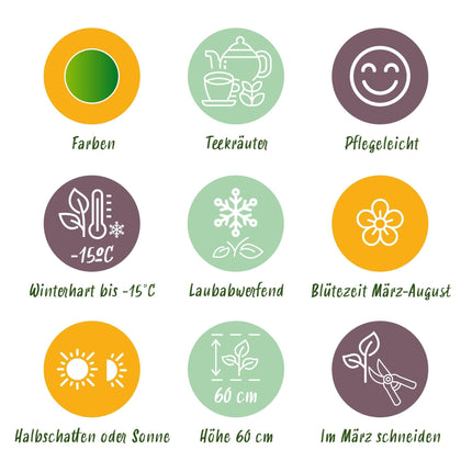 Staudenset „Teekräuter“ – 8 aromatische Kräuterstauden für ca. 1 m² – Für frischen Kräutertee aus dem eigenen Garten – Pflegeleichtes Kräuterpaket – Ø11 cm