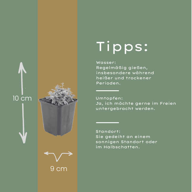 Filziges Hornkraut Cerastium tomentosum – 60 Pflanzen – 10-25cm – Ø9cm – Winterharte Bodendecker Staude mit weißen Blüten