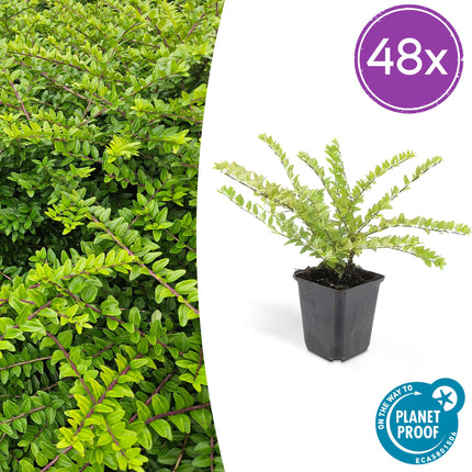 Lonicera nitida 'Maigrün' – 48 Pflanzen – immergrüner Bodendecker & Heckenpflanze – pflegeleicht & schnittverträglich – Ø9cm – ↕10-25cm