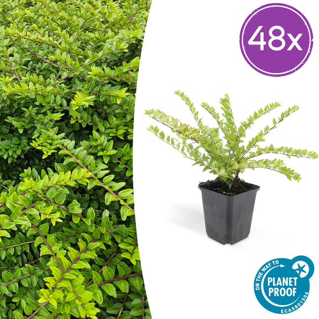 Lonicera nitida 'Maigrün' – 48 Pflanzen – immergrüner Bodendecker & Heckenpflanze – pflegeleicht & schnittverträglich – Ø9cm – ↕10-25cm