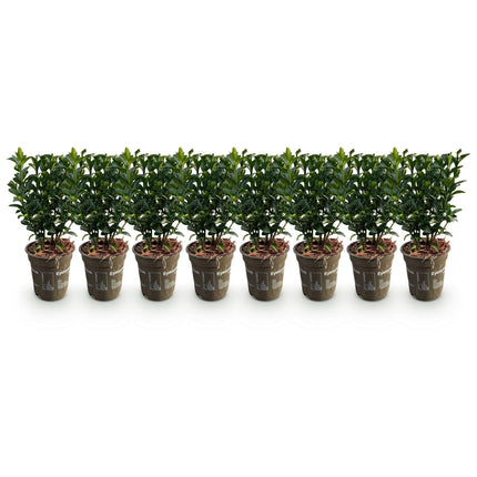 Euonymus japonicus Green Spire – 8 Pflanzen für 1 Meter Hecke – Immergrüner Japanischer Spindelstrauch – 20–25cm hoch im 9cm Topf – Winterharte & pflegeleichte Heckenpflanze