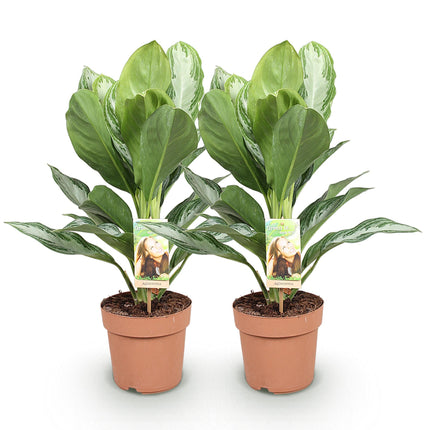 Aglaonema Silver Bay – 2 pflegeleichte Silberblatt – Zimmerpflanzen – 70-75cm – 17cm – Dekoratives silber – grünes Blattwerk