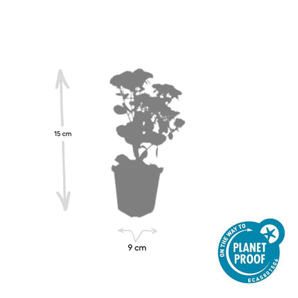 Hohes-Fettblatt Sedum 'Herbstfreude' – ↕10-25cm – Ø9cm – 6 Pflanzen – Winterhart – Trockenheitstolerant – Bienenfreundlich – Spätsommerblüte