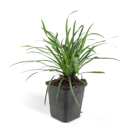 Liriope muscari 'Big Blue' – 48 Pflanzen – Immergrüner Bodendecker – 9cm – ↕10-25cm – Mit violettblauen Blüten – Pflegeleicht & winterhart