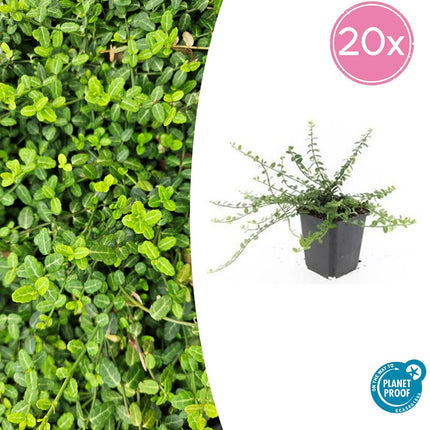 Kleinblättrige Teppichspindel – Euonymus fortunei 'Minimus' – ↕10-25 cm – Ø9 cm – 20 Pflanzen – Bodendecker – Pflegeleicht & Winterhart – Garten & Beete