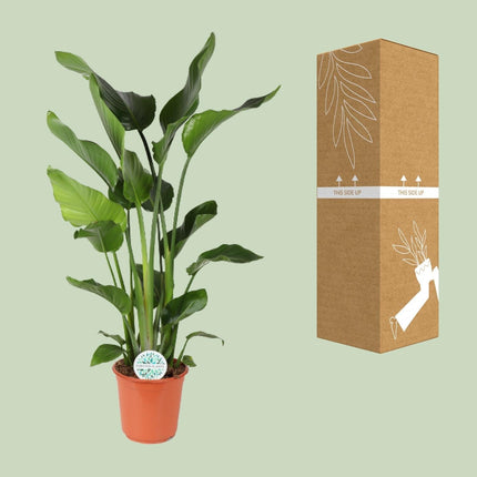 Baum-Strelitzie Strelitzia Nicolai – Zimmerpflanze – Ø24 cm – Höhe 110 cm – Paradiesvogelblume – Pflegeleicht – Halbschatten