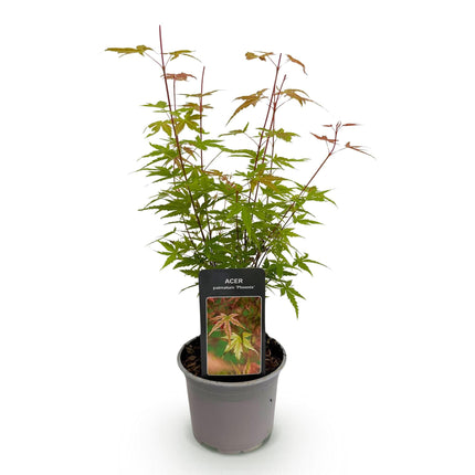 Ahorn Acer palmatum Phoenix – 12cm – Höhe ca. 35cm – Rosa Austrieb & rote Blüte