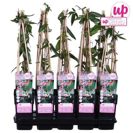 Geißblatt - Lonicera henryi - Immergrüne Kletterpflanze - Ø15cm - Höhe 65cm - Duftende Blüten für Garten, Terrasse & Balkon