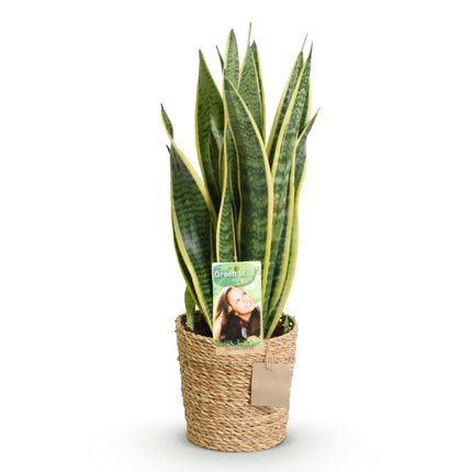 Sansevieria Laurentii – 60-70cm – 17cm inkl. Naturkorb – Pflegeleichte Schwiegermutterzunge – Grün – Gelbes Blattwerk