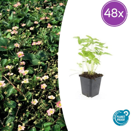 Fragaria vesca – 48 Pflanzen – ↕10-25cm – Ø9cm – Wald-Erdbeere – Bodendecker – Süße Früchte – Pflegeleicht – Beete & Steingärten