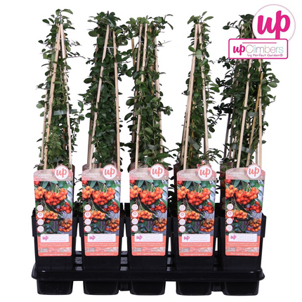 Feuerdorn – Pyracantha 'Orange Glow' – Ø15cm – ↕65cm – Immergrüner Strauch mit oranger Beerenpracht – Ideal als Sichtschutz & Vogelschutzhecke – Für Garten & Terrasse