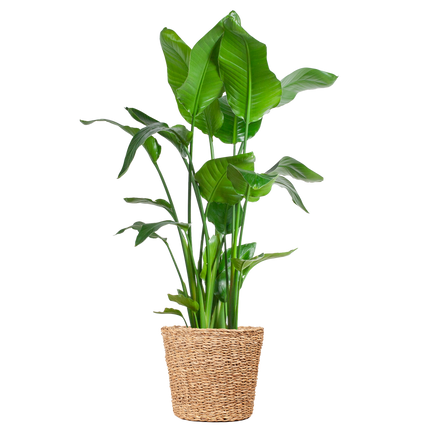 Strelitzia Nicolai XL – Paradiesvogelpflanze – Zimmerpflanze – inkl. Korb Torun – Höhe 140 cm – Ø27 cm – Tropisches Flair für dein Zuhause