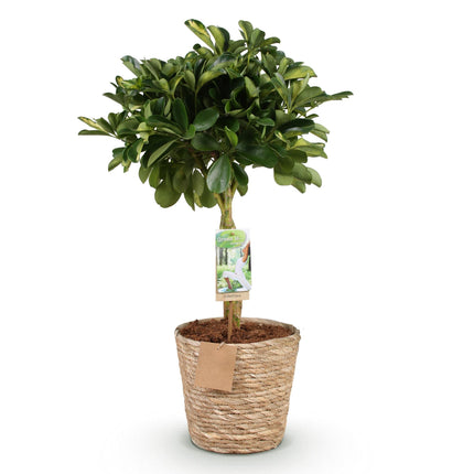 Schefflera Gold Capelle – 70-80cm – 21cm mit Korb – Pflegeleichter Fingerbaum – Grün-Goldenes Blattwerk – Dekorative Zimmerpflanze für Wohnzimmer, Büro & Eingangsbereiche
