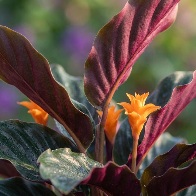 Korbmarante Calathea Crocata – 2 Pflanzen – Ø14cm – Höhe 40-45cm – Orange blühende Zimmerpflanze – Exotische Blüten – Luftfeuchteliebend