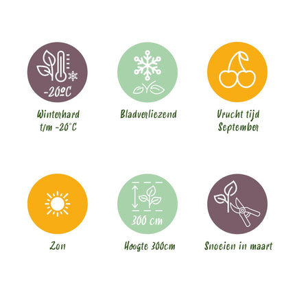 Pflaumenbaum Prunus domestica Victoria – Obstpflanze – Rote Pflaumen – 21 cm – Höhe 90 cm – Einfache Pflege – Sommerliche Ernte