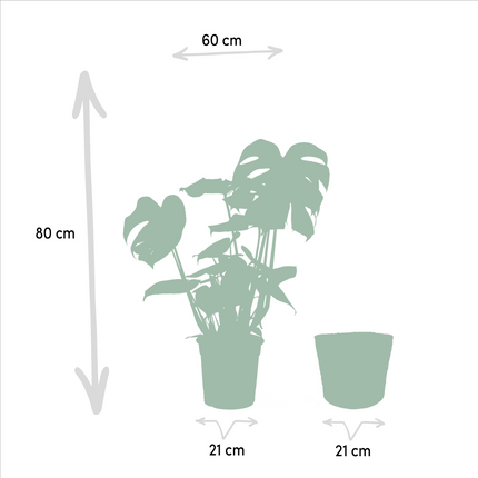 Monstera Deliciosa – ↕80cm – Ø21cm inkl. Naturkorb – Zimmerpflanze mit großen Fensterblättern – Luftreinigende Tropenpflanze im Naturkorb