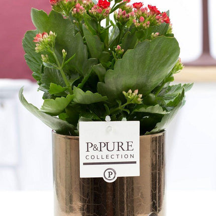 Kalanchoe Rot in Keramiktopf Goldbronze – Ø12cm ↕27cm – Blühende Zimmerpflanze mit roten Blüten – Pflegeleicht & langlebig