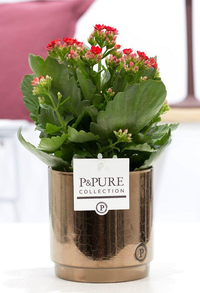 Kalanchoe Rot in Keramiktopf Goldbronze – Ø12cm ↕27cm – Blühende Zimmerpflanze mit roten Blüten – Pflegeleicht & langlebig