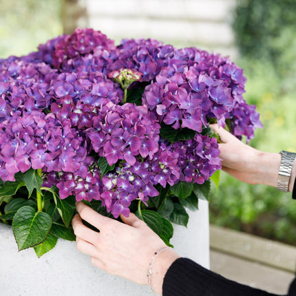 Hortensie Forever & Ever – Lila – 2 Pflanzen – Hydrangea macrophylla – 23cm – Ca. 55cm hoch – 7-12 Blüten – Für Balkon, Terrasse & Beet