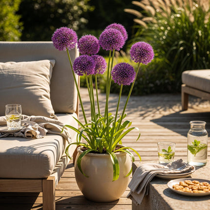 Blumenzwiebeln Allium Purple Sensation – 15 Blumenzwiebeln – Lila Blütenkugeln – Zierlauch für Beet, Balkon & Terrasse – Sommerblüher & Bienenfreund