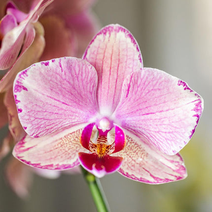 Phalaenopsis Orchidee „Jewel Pirate Picotee“ – Orange-Rosa – Ø12cm – Blühfreudige Zimmerpflanze mit Farbverlauf – Pflegeleicht – Für helle Standorte – Direkt aus der Gärtnerei