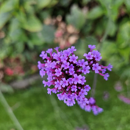 Hohes Eisenkraut Verbena bonariensis 'Lollipop' – ↕10-25cm – Ø9cm – 6 Pflanzen – Lilafarbene Blüten – Langblühend – Pflegeleicht