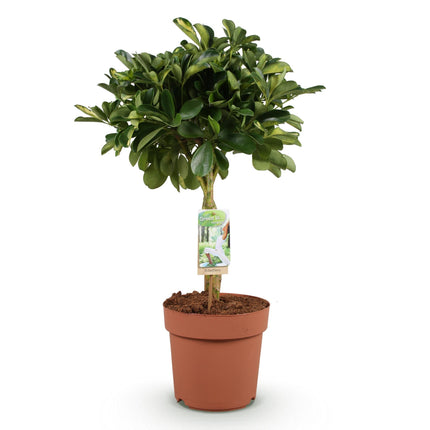 Schefflera Gold Capella – 70-81cm – 21cm – Pflegeleichter Fingerbaum in Grün – Gold – Große luftreinigende Zimmerpflanze für Wohn – & Arbeitsräume