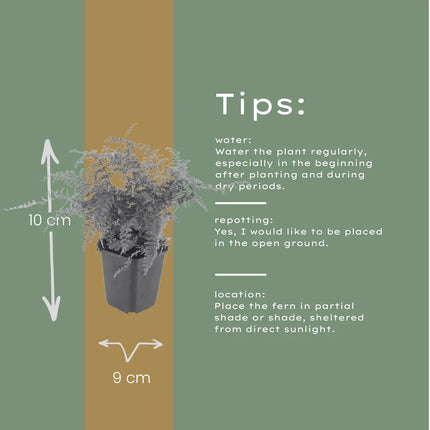 Polystichum setiferum Herrenhausen – 60 Pflanzen – Ø9cm – Höhe 10-25cm – Immergrüner Farn – Schattenstaude für Beet, Gehölzrand & Flächenpflanzung
