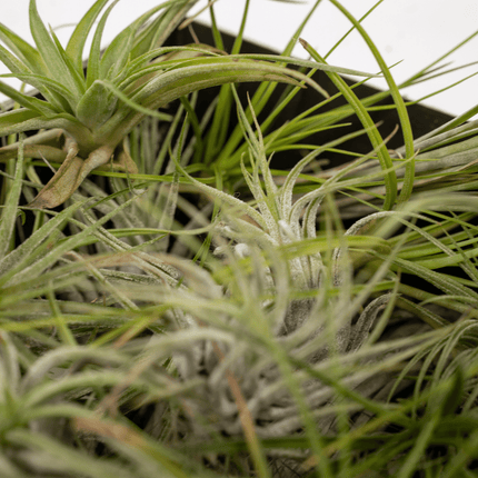 Tillandsia Air Mix – 10 Luftpflanzen – Ø6cm – ca. 6cm hoch – Pflegeleichte Tillandsien-Mischung – Für kreative Deko & helle Innenräume