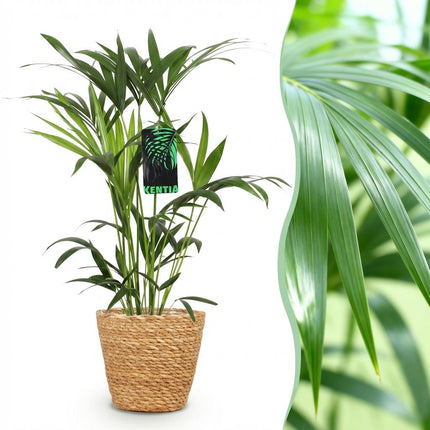 Howea Forsteriana Kentia Palme Zimmerpflanze inkl. Naturkorb