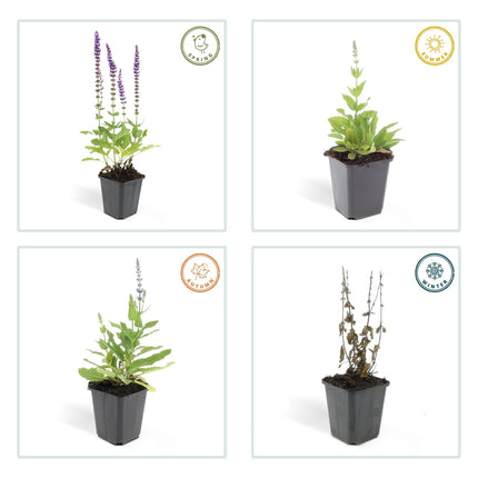 Salvia nemorosa 'Ostfriesland' – 24 Pflanzen – ↕10-25cm – Ø9cm – Staude – Lila Blüten – Sonnig – Pflegeleicht & Robust