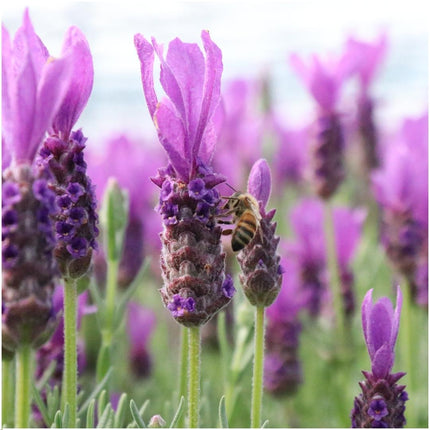 Französischer Lavendel Lavandula stoechas Anouk – Duftender Schopflavendel – 13cm Dekotopf 'Old Look' – 3 Pflanzen – Winterhart & Pflegeleicht