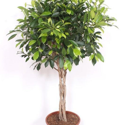 Ficus Nitida geflochtener Stamm – Chinesische Feige – Höhe ca.100cm Zimmerpflanze – Immergrüne Zierpflanze für Wohnzimmer Büro & Wintergarten