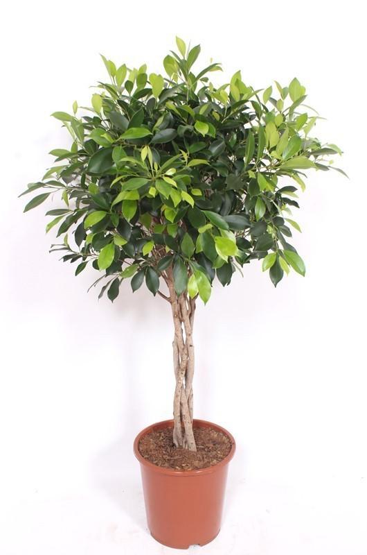 Ficus Nitida geflochtener Stamm – Chinesische Feige – Höhe ca.100cm Zimmerpflanze – Immergrüne Zierpflanze für Wohnzimmer Büro & Wintergarten