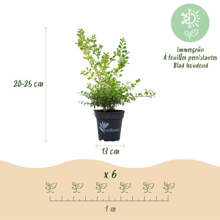 BetterBuxus Babylon Beauty Heckenpflanzen – 12 Pflanzen für 2lfm Hecke – 30-35cm Höhe – 13cm – Resistent gegen Buxus