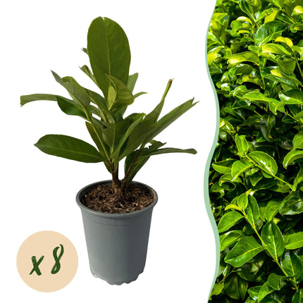 Kirschlorbeer Prunus laurocerasus Rotundifolia – Immergrüne Heckenpflanzen – 8 Pflanzen – 1m – 9cm Höhe 30-35cm – Grün – Pflegeleicht