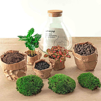 Flaschengarten Sammie Coffea – DIY Bausatz Terrarium – ↕26cm – Do-It-Yourself Pflanzen-Set mit Korkdeckel – Autarkes Mini-Ökosystem – Inkl. Coffea Arabica, Fittonia & Moos – Für Zuhause & Büro