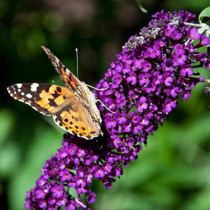 Schmetterlingsstrauch Buddleja davidii Purple Emperor – Blüte Lila – Schmetterlingsanziehend – 17 cm Höhe 25 cm – Pflegeleicht & Sonnentolerant