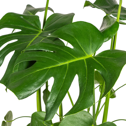 Monstera Deliciosa Tauerii inkl. Naturkorb – Höhe 70-90cm – Ø21cm – Pflegeleichte Zimmerpflanze mit großen, dekorativen Blättern
