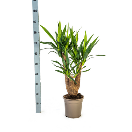 Yucca Elephantipes Verzweigt inkl. Naturkorb – Höhe 60-70cm – Ø21cm – Pflegeleichte Zimmerpalme mit robustem Stamm
