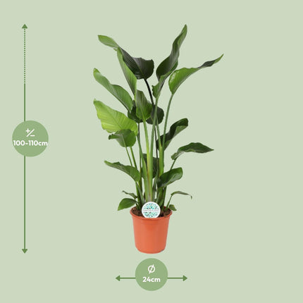 Baum-Strelitzie Strelitzia Nicolai – Zimmerpflanze – Ø24 cm – Höhe 110 cm – Paradiesvogelblume – Pflegeleicht – Halbschatten