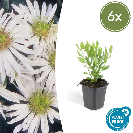 Wildaster Aster ageratoides 'Ashvi' – ↕10-25cm – Ø9cm – 6 Pflanzen – Weiße Herbstblüte – Pflegeleicht – Sonne